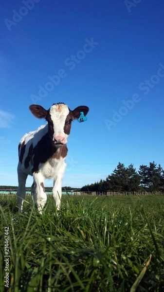 Fototapeta Calf