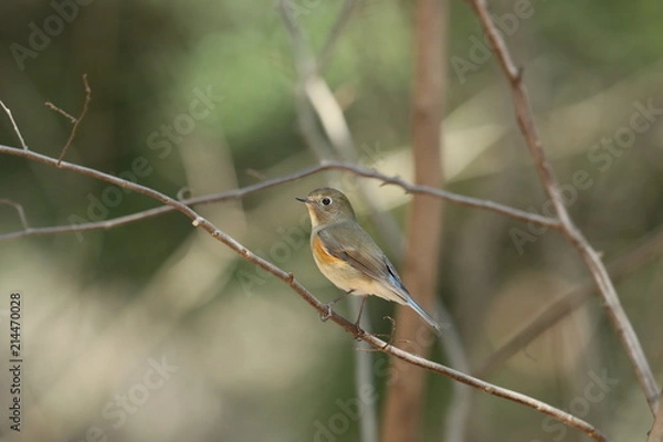 Fototapeta ルリビタキ（メス）