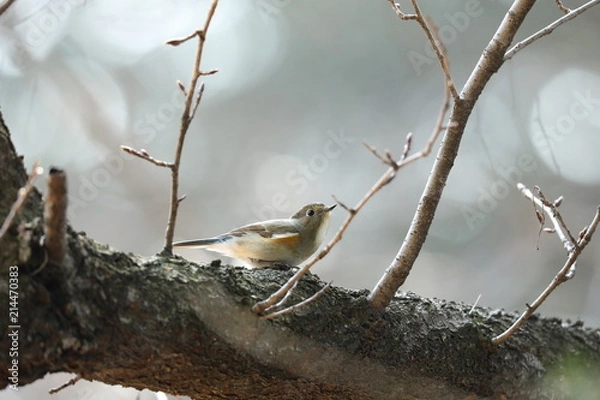 Fototapeta ルリビタキ（メス）