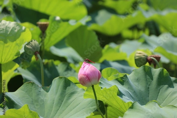 Fototapeta ハスのつぼみに赤とんぼ