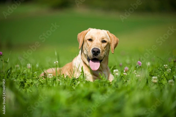 Fototapeta Labrador Retriever liegt in einer Wiese
