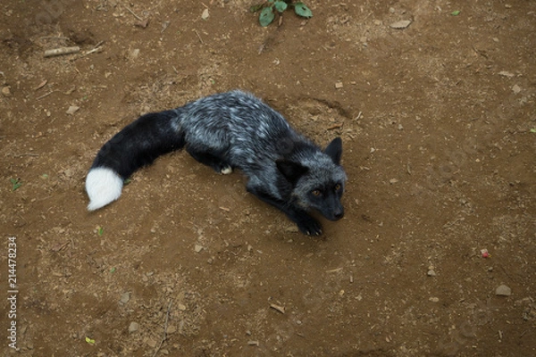 Obraz 狐 キツネ fox かわいい 群れ