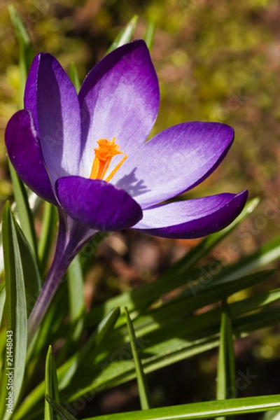 Obraz Purple spring crocus in March
