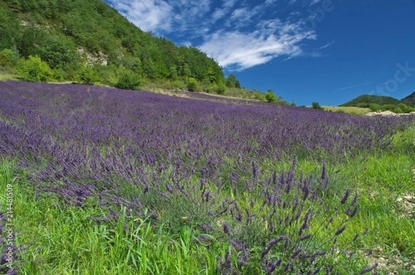 Obraz Lavender in Provence