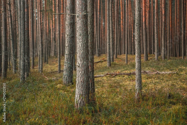 Obraz Pine forest in summer