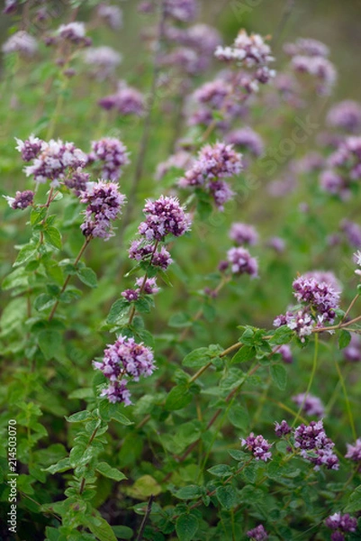 Obraz Origanum vulgare (oregano)