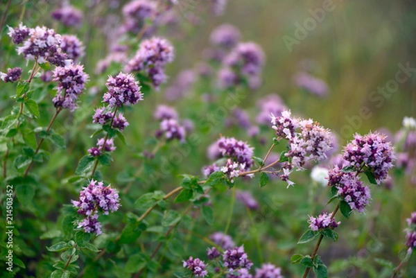 Fototapeta Origanum vulgare (oregano)