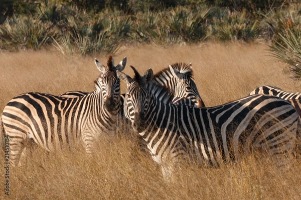Fototapeta Zebra herd