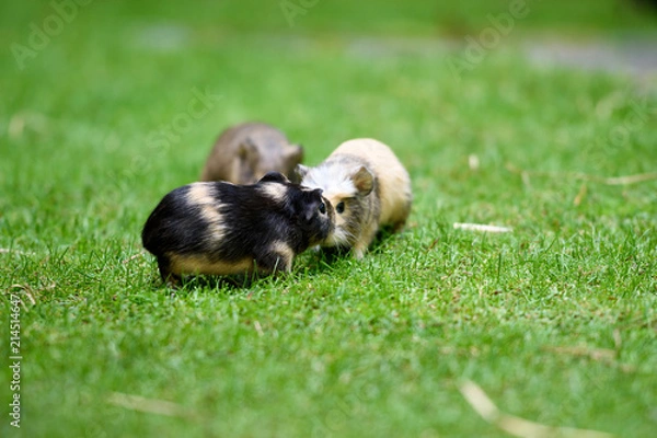 Obraz Meerschweinchen