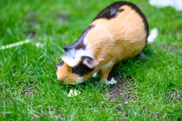 Obraz Meerschweinchen