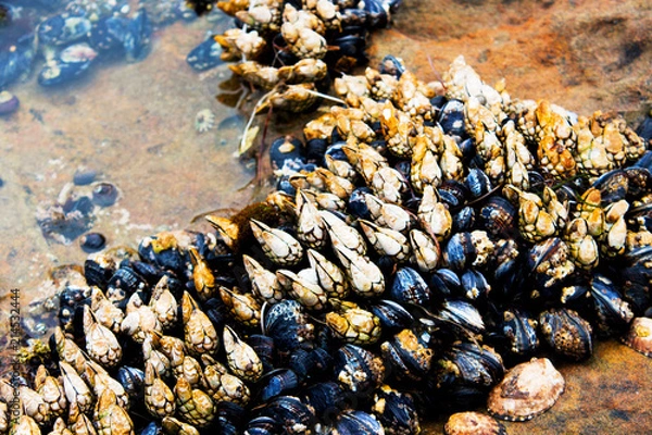 Obraz Cluster of claw like shells.  Barnacles and muscles attached to a rock during low tide at tide pool in Southern California