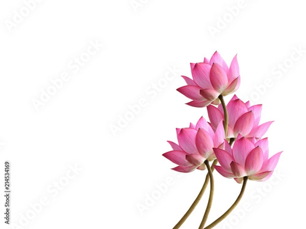 Obraz  Lotus flower on white background