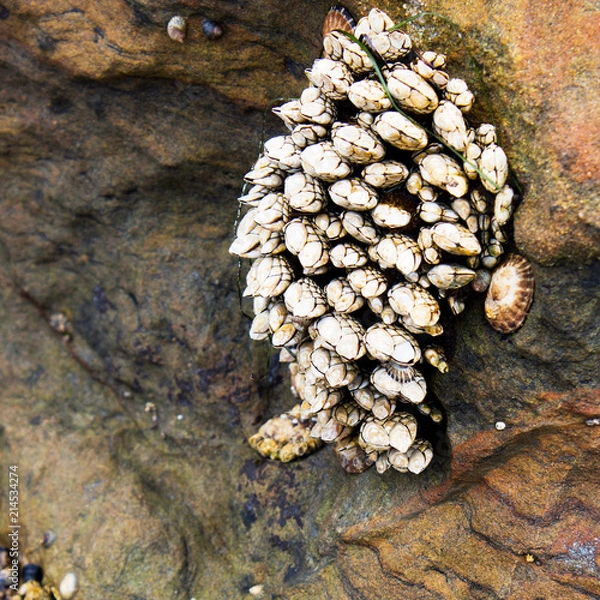 Obraz Barnacles and muscles attached to a rock during low tide. Southern California marine life.