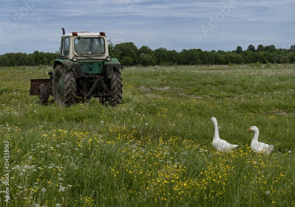 Obraz Tractor and geese