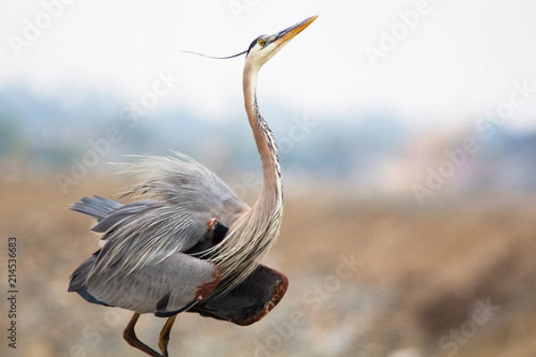 Obraz Close up of Great Blue Herron. Ardea herodias. Large wading bird found near open waters and wetlands in North and Central America. Plume starting above the eye to the back of the head.