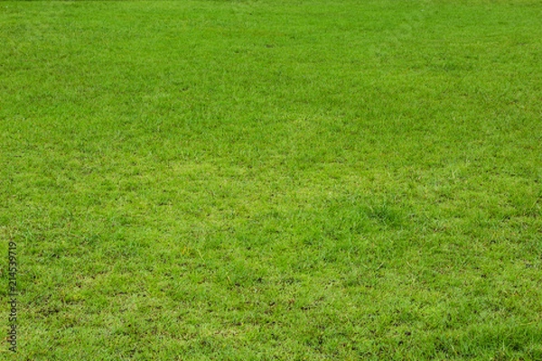 Fototapeta Green grass background texture