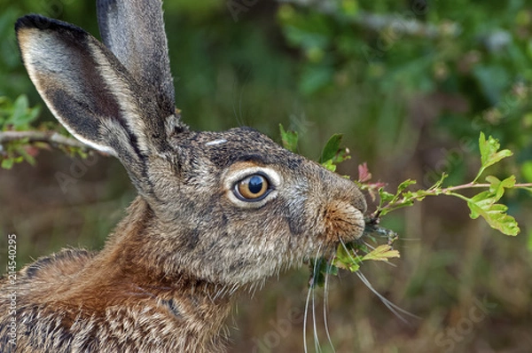 Obraz Hare eating leafs from a twig