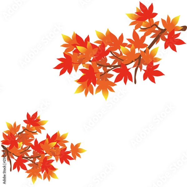 Fototapeta 紅葉　イラスト　

