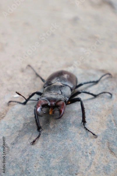 Fototapeta Stag beetle closeup