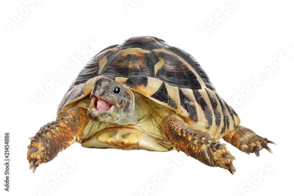Fototapeta Herman tortoise