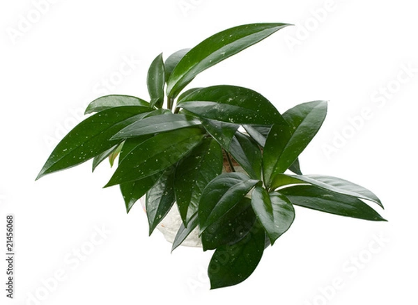 Obraz rubber plant in the pot