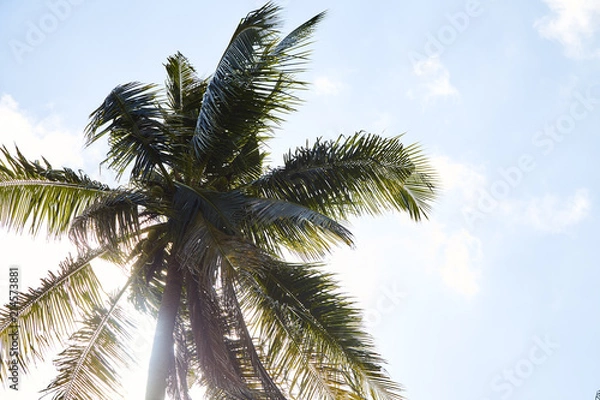 Fototapeta Coconut Palm Trees Summer Sunny Sky