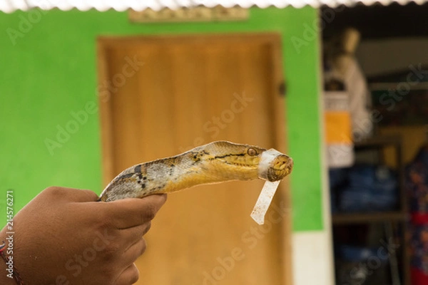 Obraz BALI Turtle Island