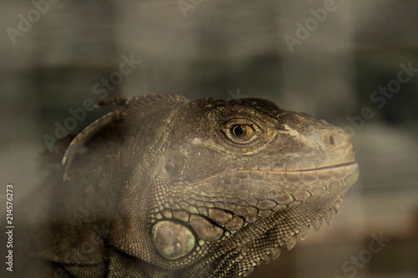 Obraz BALI Turtle Island