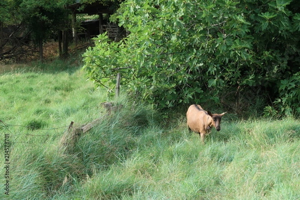 Obraz Goat eating some fig