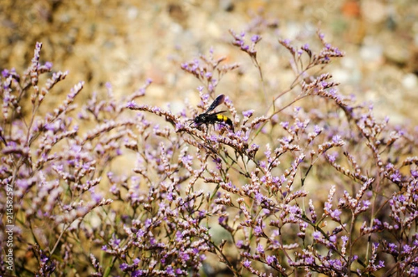 Obraz пчела притаившаяся в цветах