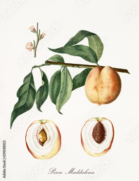 Obraz Na białym tle brzoskwinia magdalena, liście drzewa brzoskwini, kwiat brzoskwini i dwie sekcje owoców z jądrem na białym tle. Stara szczegółowa ilustracja botaniczna Giorgio Gallesio publ. 1817, 1839 Piza Włochy.