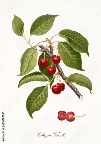 Obraz Red cherry, also known as Visciola cherry, cherry tree leaves and fruit section isolated on white background. Old botanical detailed illustration by Giorgio Gallesio publ. 1817, 1839 Pisa Italy