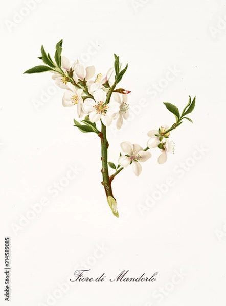 Obraz White almond tree flowers on a single branch. Element isolated on white background. Old detailed botanical illustration by Giorgio Gallesio published in 1817, 1839