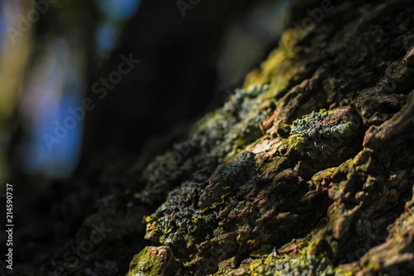 Obraz Tree Bark in Dappled Sunlight