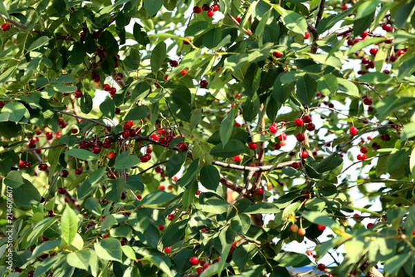 Fototapeta Fresh ripe cherry berries on tree
