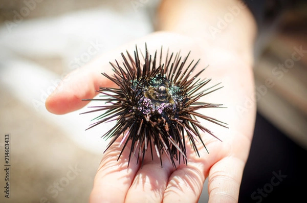Obraz яркий морской еж на руке