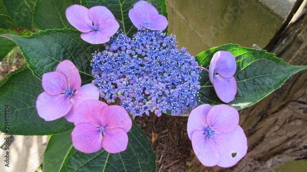 Fototapeta 額あじさいの花