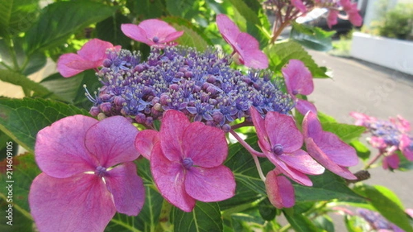 Fototapeta 額あじさいの花