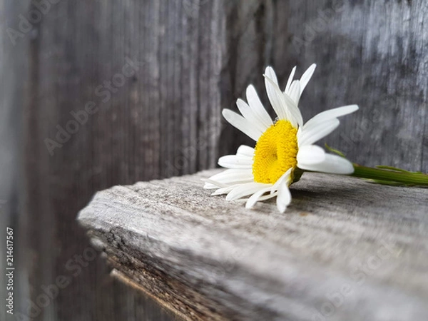 Fototapeta camomile flower on the wooden background, close up view, selective focus