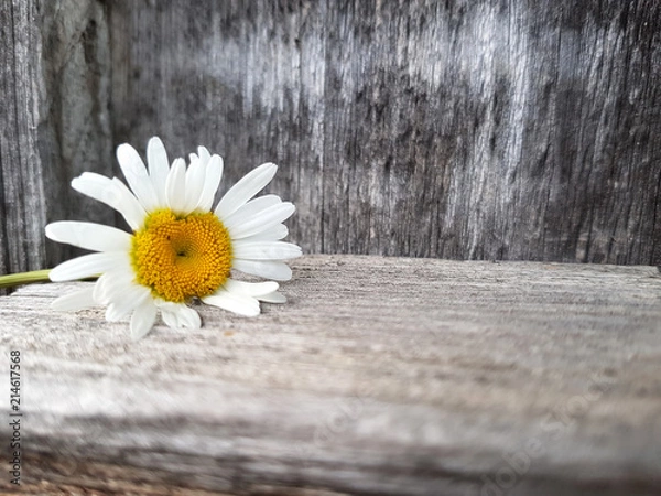 Fototapeta camomile flower on the wooden background, close up view, selective focus