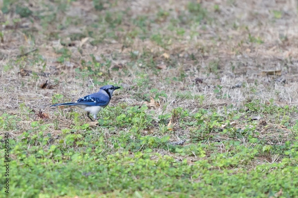 Fototapeta bluejay