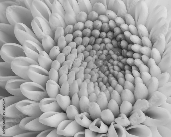 Obraz Chrysanthemum Flower