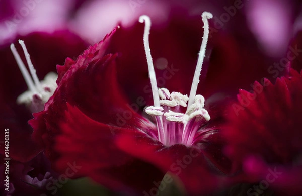 Obraz Red Dianthus Flower