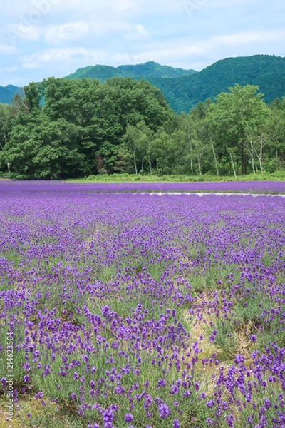 Fototapeta ラベンダー　ラベンダー畑