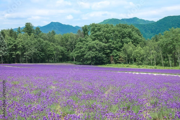 Fototapeta ラベンダー　ラベンダー畑
