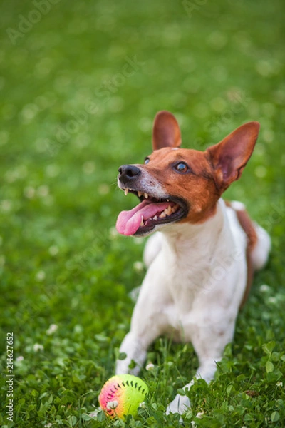 Fototapeta dog playing with a ball on the grass in the Park