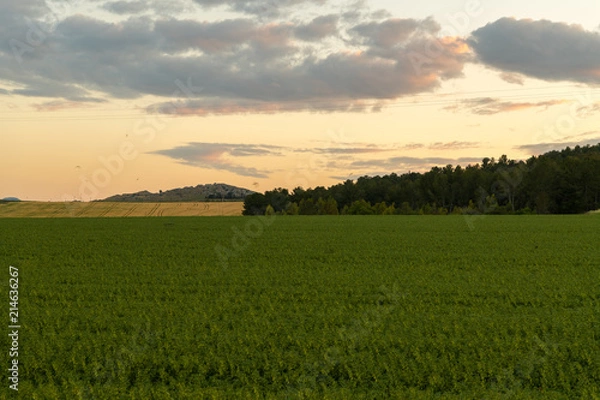 Obraz campo di cereali 