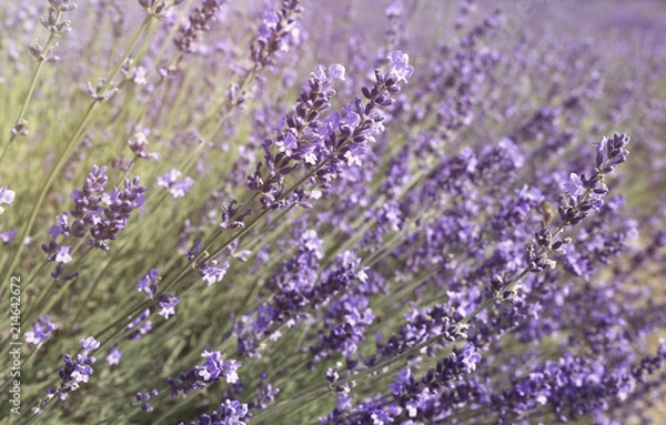 Obraz Lavender field close up 
