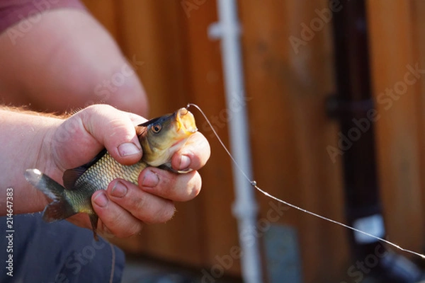 Obraz Fisherman holding little carp fish with hook in his mouth. His hand and nails are dirty