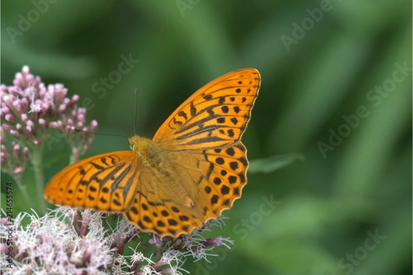Fototapeta Kaisermantel Edelfalter